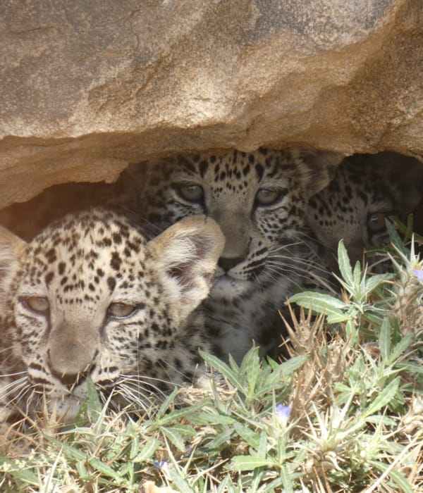 Arabian Leopard Programme & Fund | the Royal Commission for AlUla