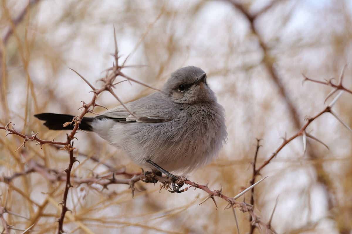 slider-img