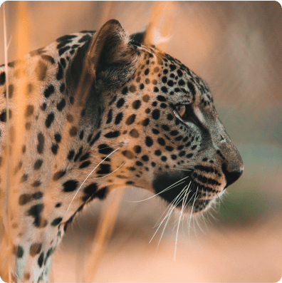 Programme et fonds pour le léopard d’Arabie