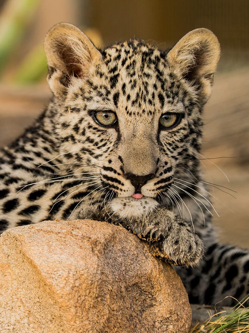 The Royal Commission for AlUla | RCU